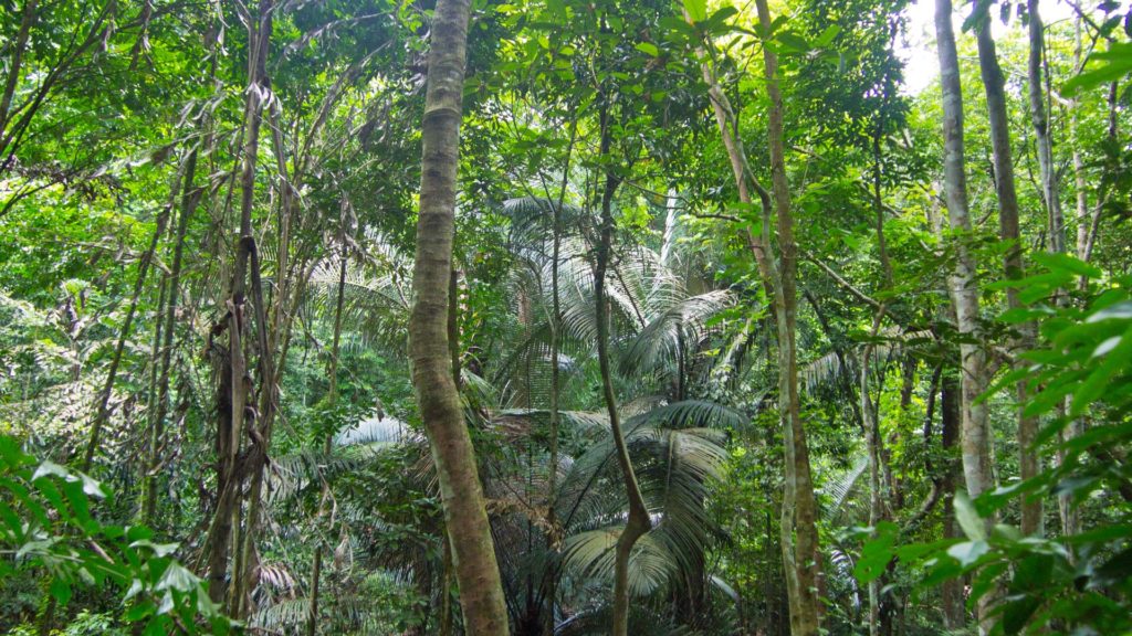 Dichter Dschungel auf dem Weg zum Gipfel des Khao Ra