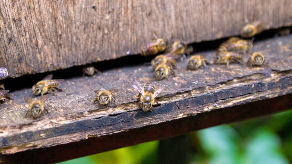 Die Bienen, die den Honig der Bienenfarmen der Cameron Highlands liefern