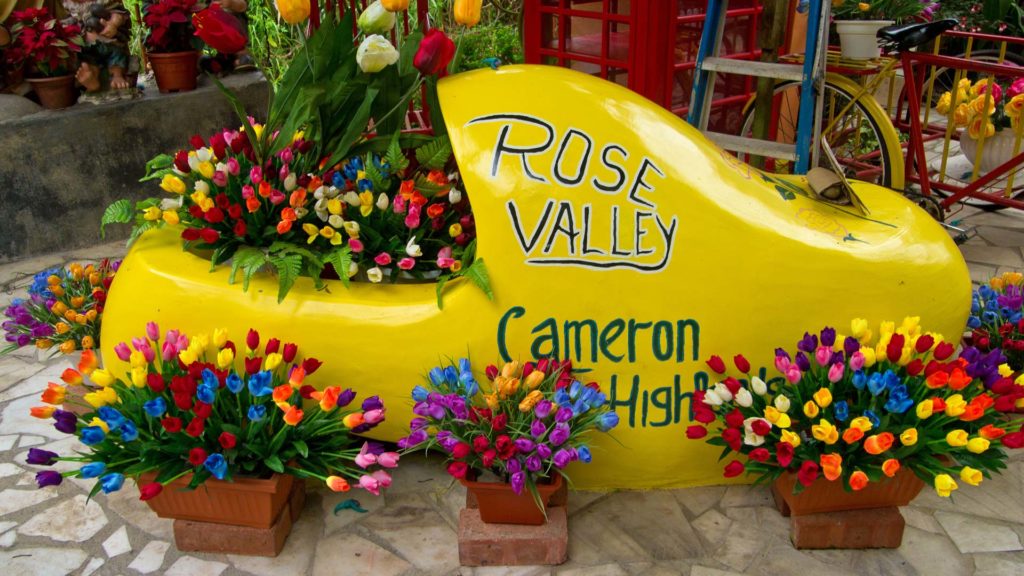 Willkommen im Rose Valley, ein Rosengarten für Besucher der Cameron Highlands