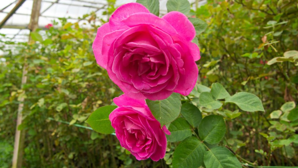 Blühende pinke Rose im Rose Valley der Cameron Highlands