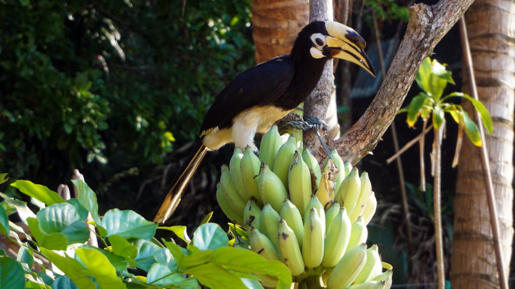 Nashornvogel auf Koh Chang