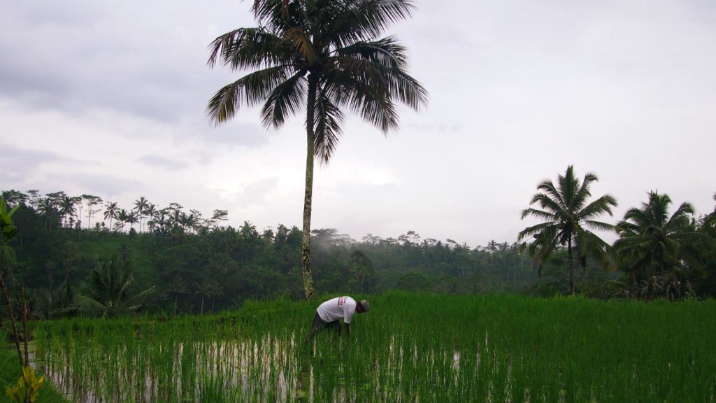 Wolken über Reisfeldern auf Bali