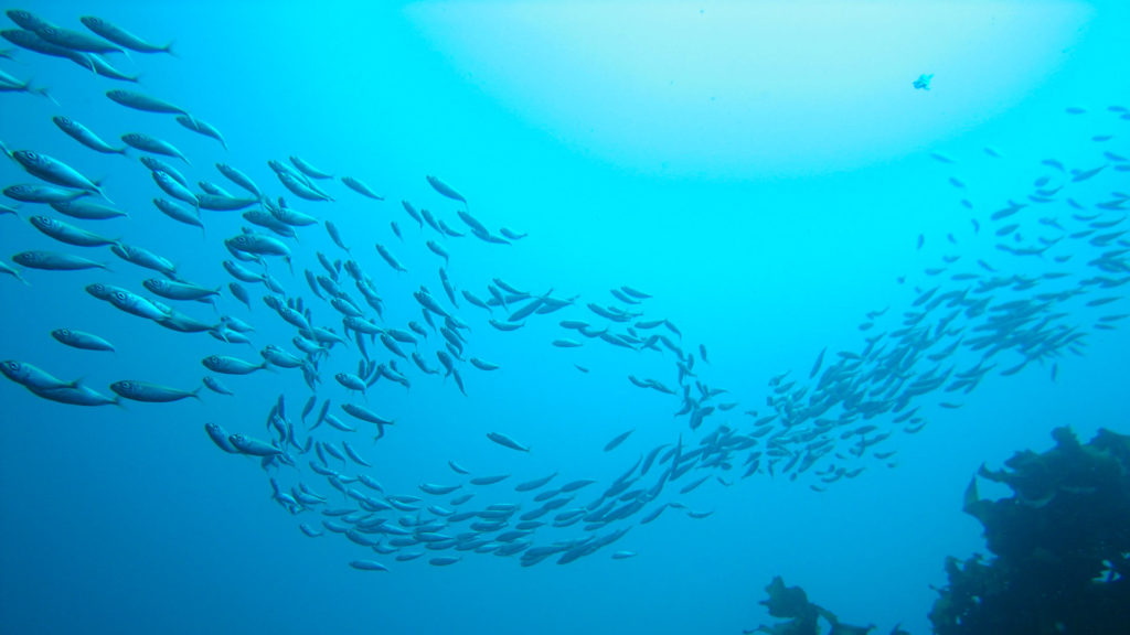 Unterwasserwelt vor der Poor Knights Island in Neuseeland