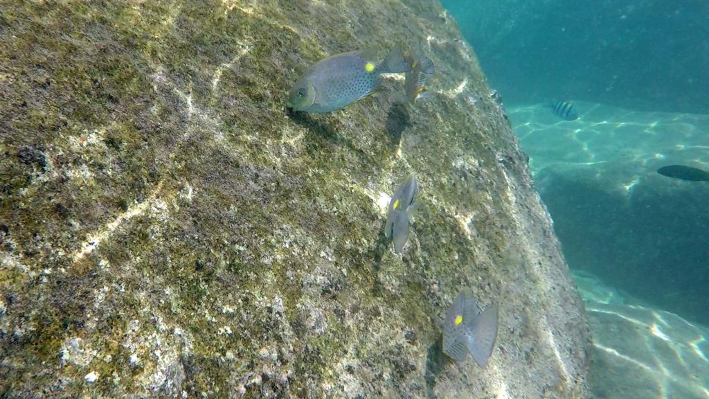 Schnorcheln auf Koh Nang Yuan