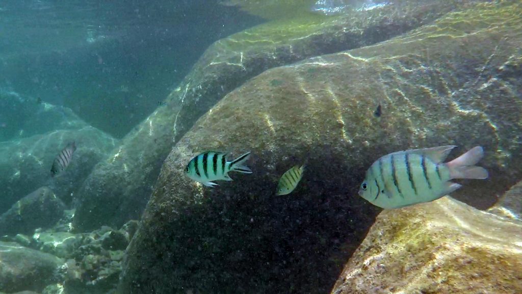 Fische beim Schnorcheln auf Koh Nang Yuan