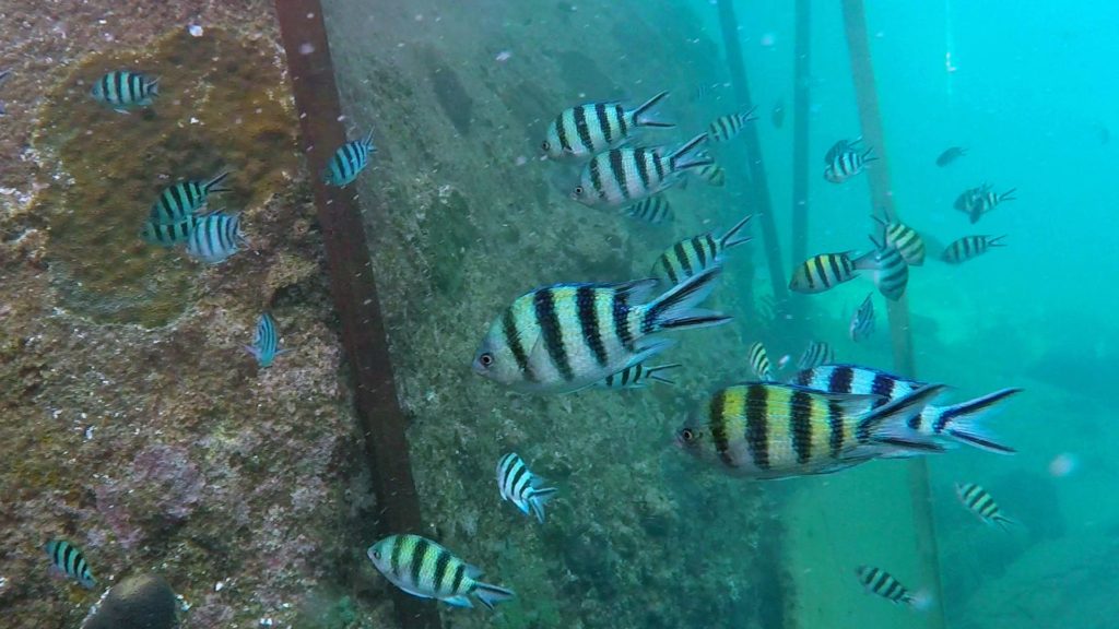 Snorkeling with fish in Koh Tao's Mango Bay