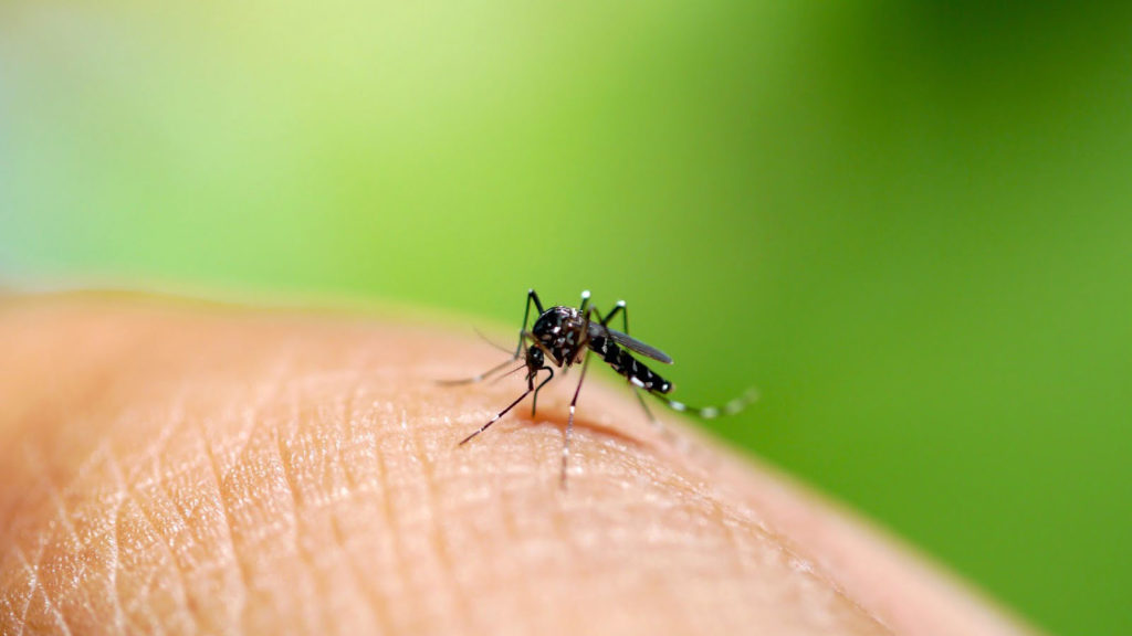 A mosquito on the human skin