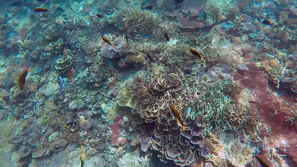 Korallen beim Schnorcheln auf Redang
