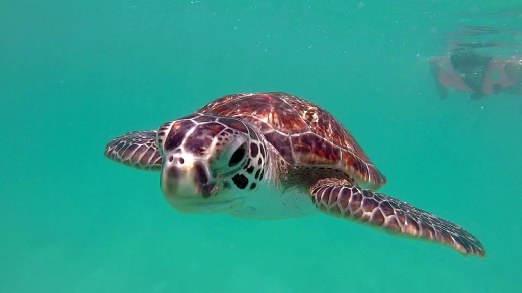 Schildkröte am Aziz Reef vor dem Teluk Dalam Beach auf Redang