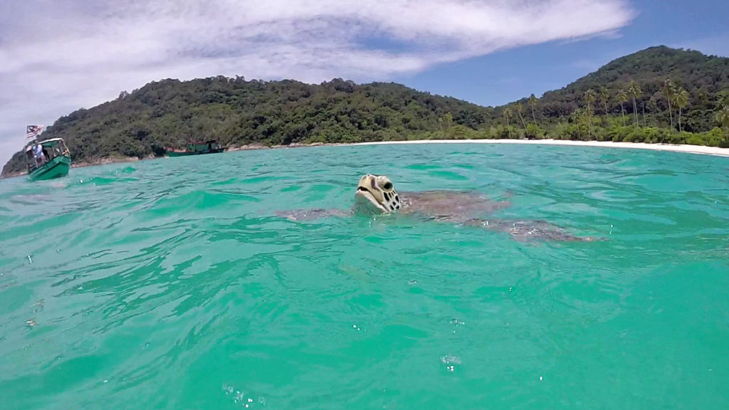 Schildkröte beim Luftholen vor dem Teluk Dalam Beach auf Redang