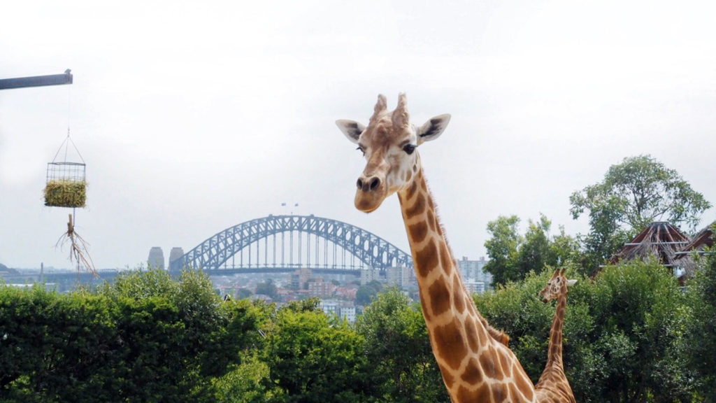 Giraffen im Taronga Zoo von Sydney