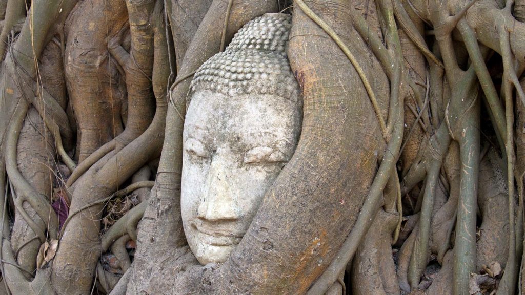 In einen Feigenbaum eingewachsener Buddha-Kopf im Wat Mahathat in Ayutthaya