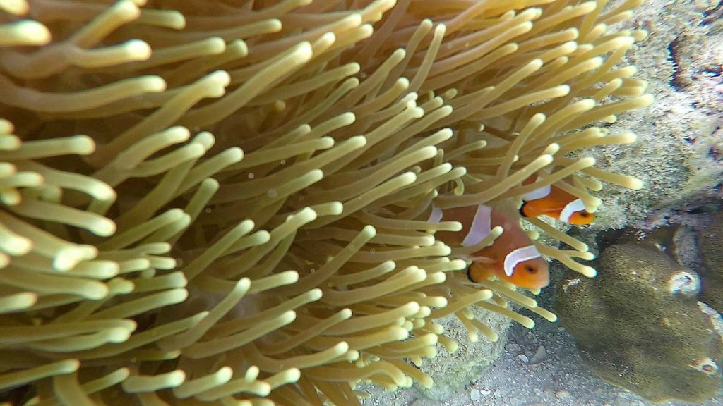 Kleine Nemos auf Koh Lipe beim Schnorcheln