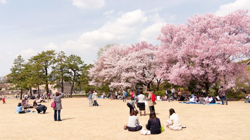 Sakura at the Imperial Palace of Tokyo, Japan