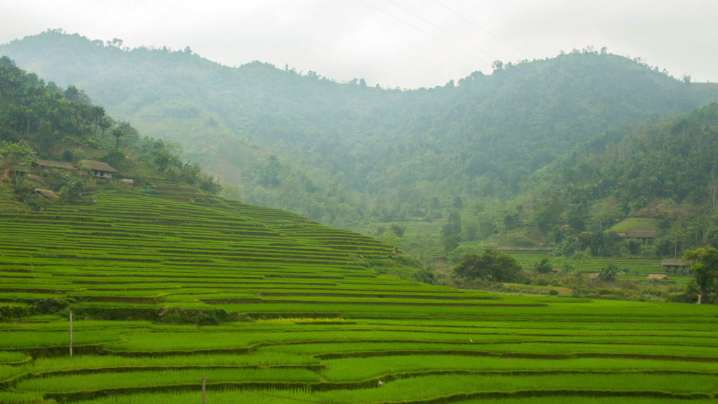 Grüne Reisterrassen und Berglandschaften in Na Rang, Vietnam