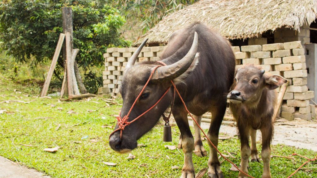 Zwei Büffel in Na Rang im Norden Vietnams