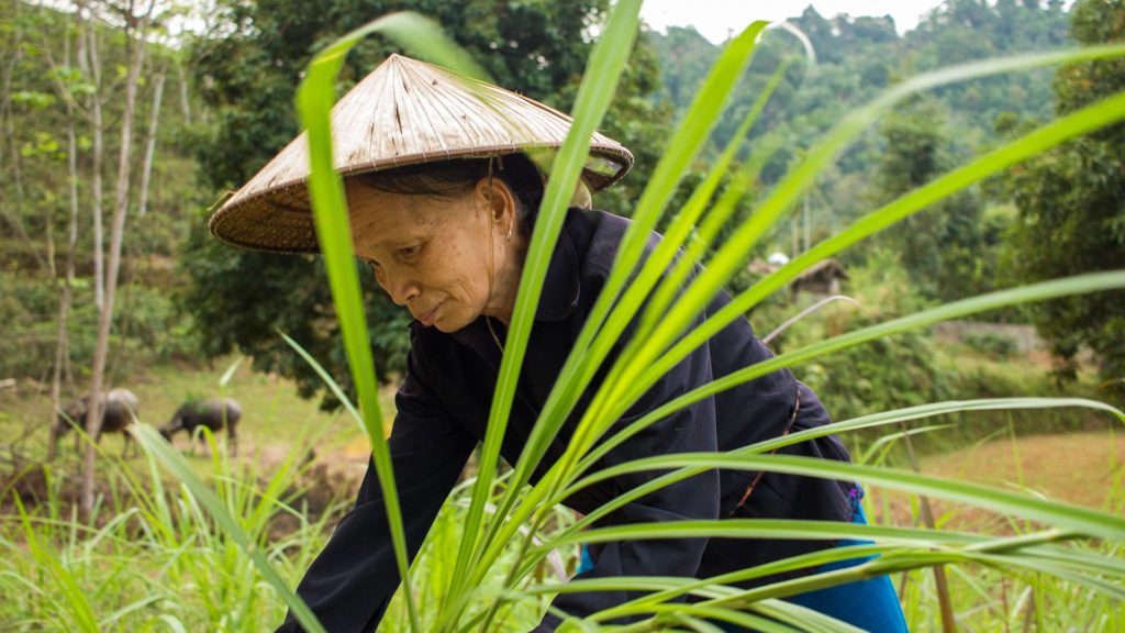 Eine Einheimische im Reisfeld von Na Rang