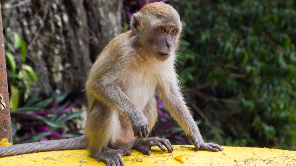 Monkey in Malaysia