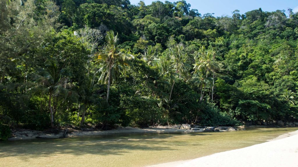 Dschungel auf Tioman, Malaysia