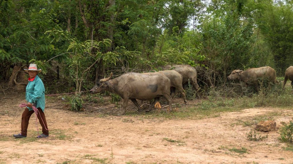 Büffel im Isaan, Thailand