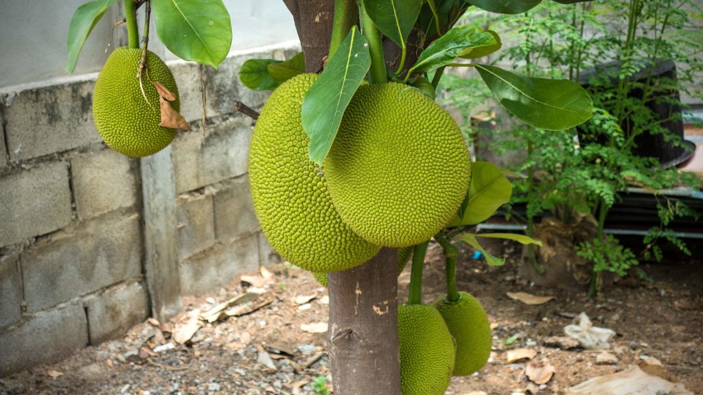 Jackfruit-Baum im Isaan