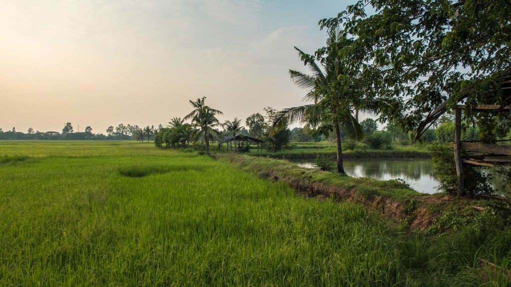 Reisfelder im Isaan, Thailand