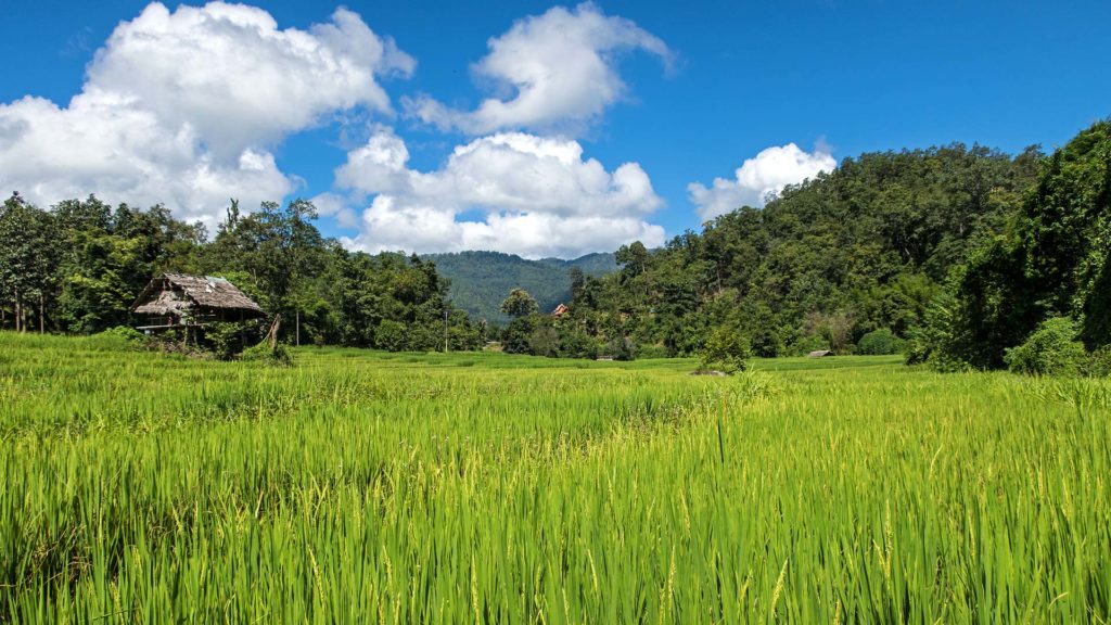 Reisfelder in der Umgebung von Pai