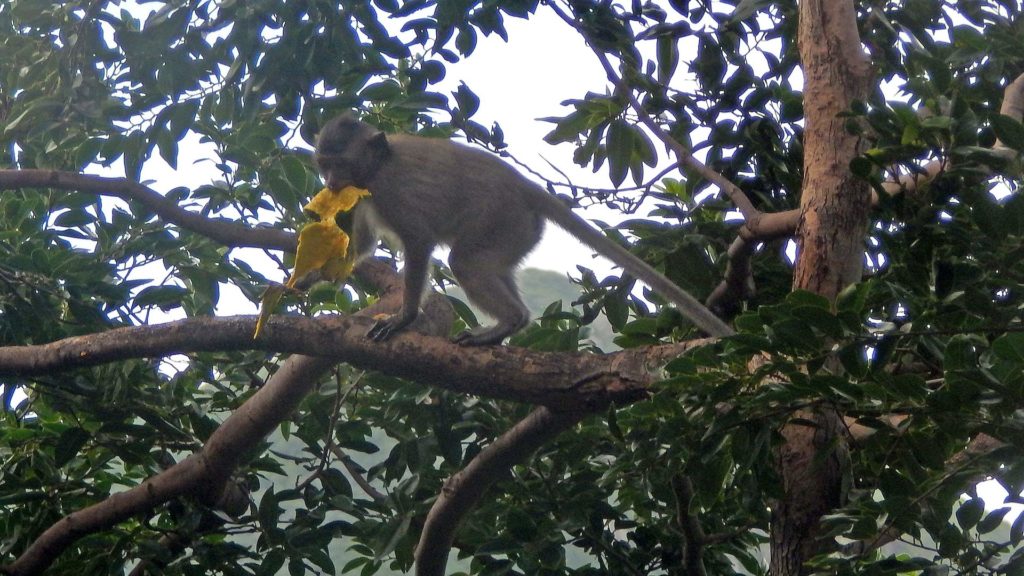 Affe in den Bäumen von Con Son, Vietnam