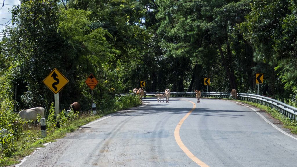 Kühe auf der Straße nach Pai