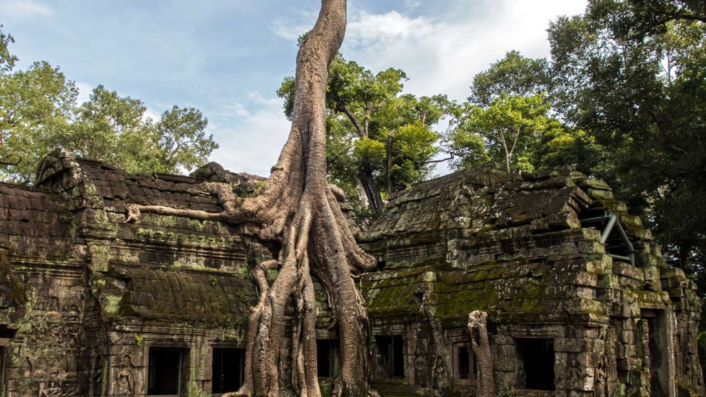 Der berühmte Baum im Ta Phrom, Tomb Raider Tempel, von Angkor