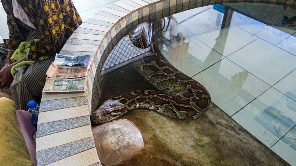 Die riesige Schlange in Bagos Snake Monastery