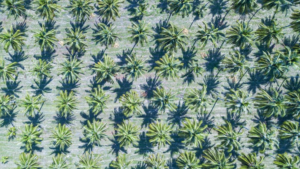 Palmen in Khao Lak, mit der DJI Mavic Drohne aufgenommen