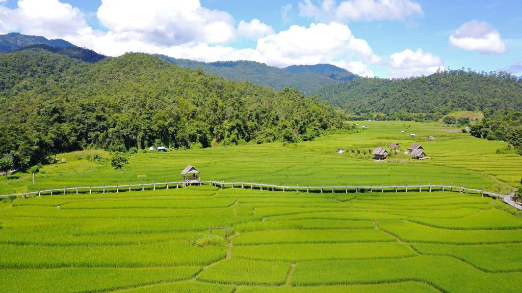 Reisfelder an der Bamboo Bridge aus der Luft in Pai
