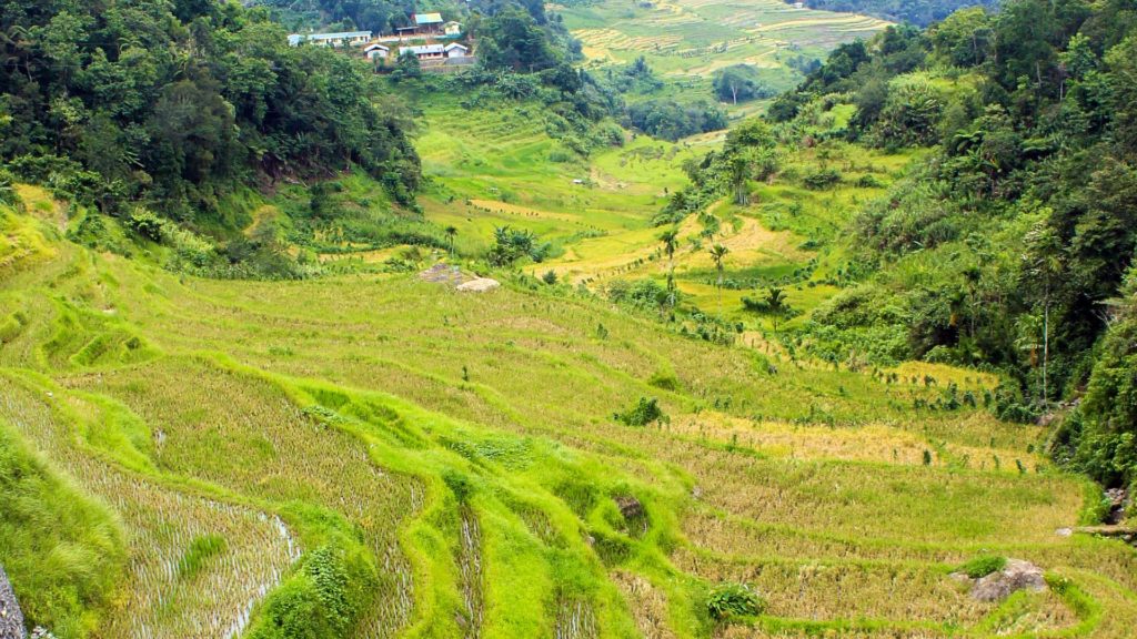 The Rice Terraces of the Philippines