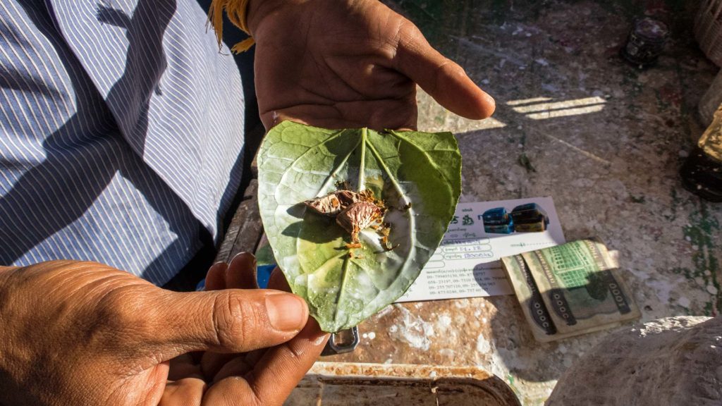 Die beliebten Blätter mit der Betelnuss in Myanmar