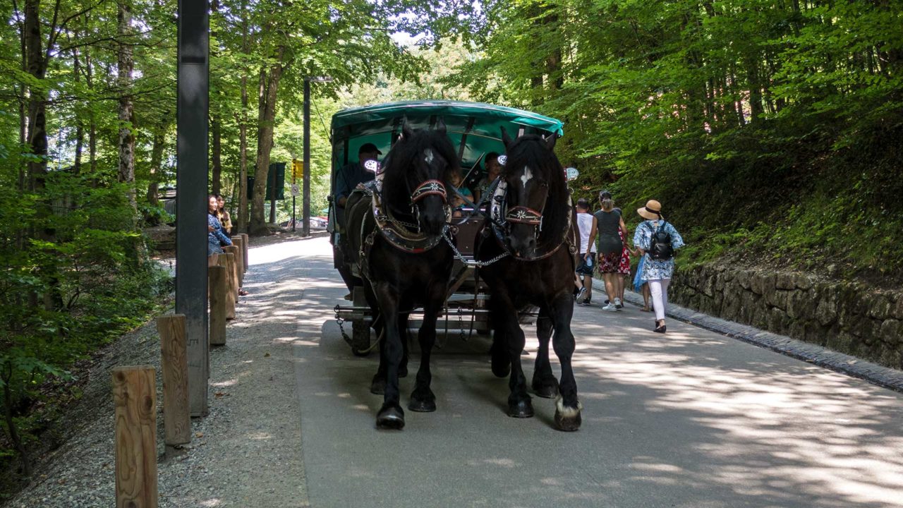 Horse-drawn carriages for the way to Neuschwanstein Castle