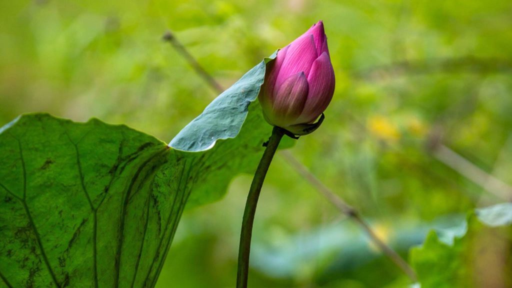 Lotus flower in Bich Dong, Ninh Binh