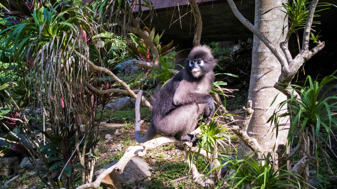 Monkey on Koh Wua Ta Lap in Ang Thong National Park