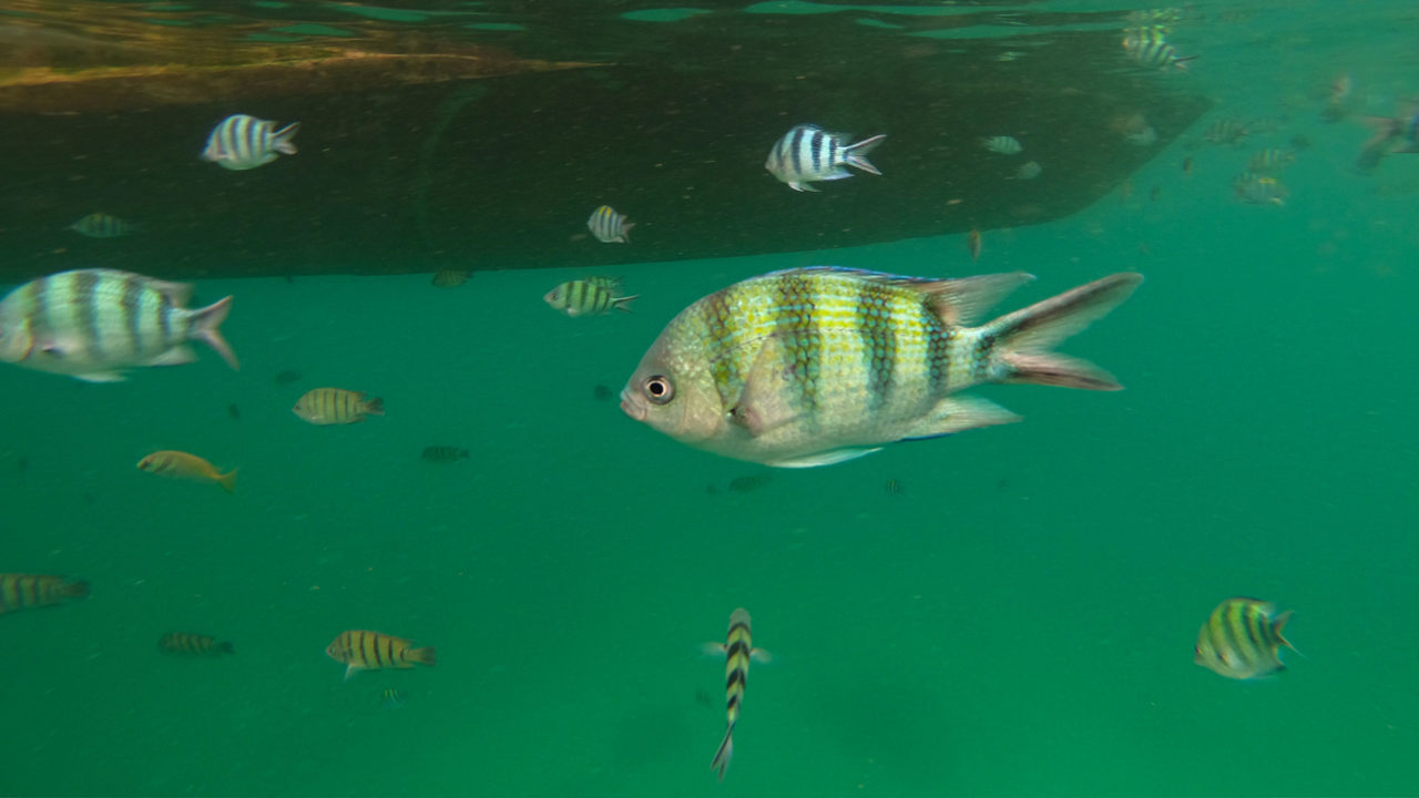 Fish while snorkeling in Ang Thong National Park
