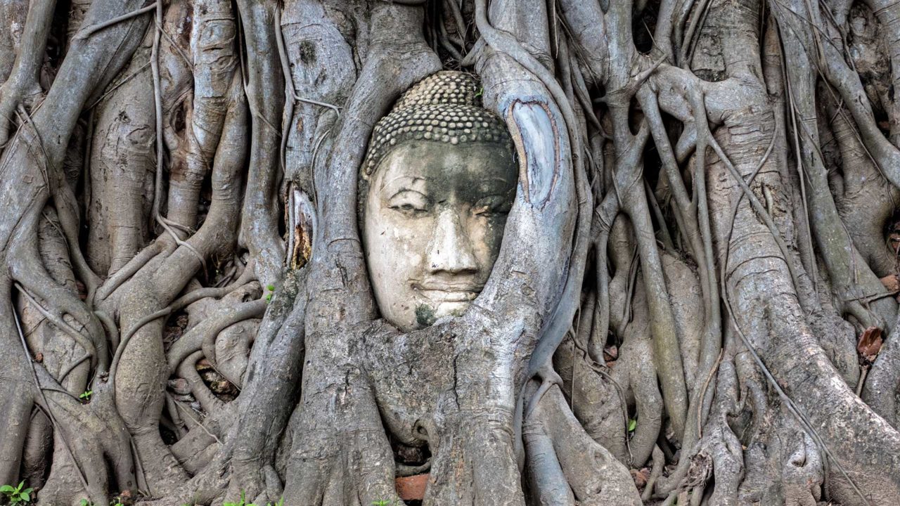 Der in einen Feigenbaum eingewachsene Buddha-Kopf im Wat Mahathat, Ayutthaya