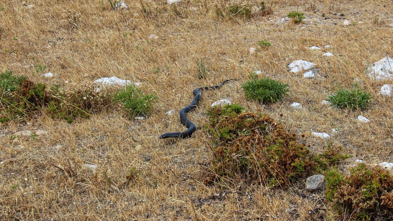 Black Tiger Snake in the Flinders Chase National Park