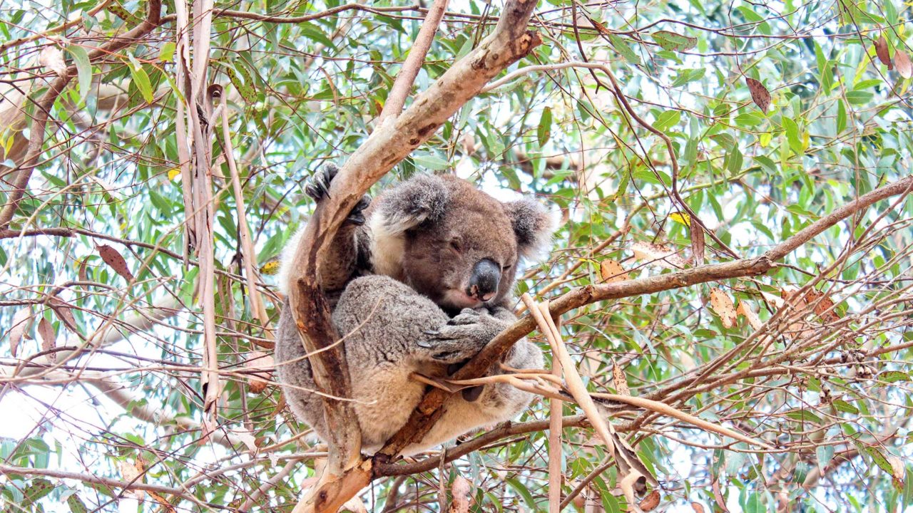 Koala in the Hanson Bay Wildlife Sanctuary on Kangaroo Island