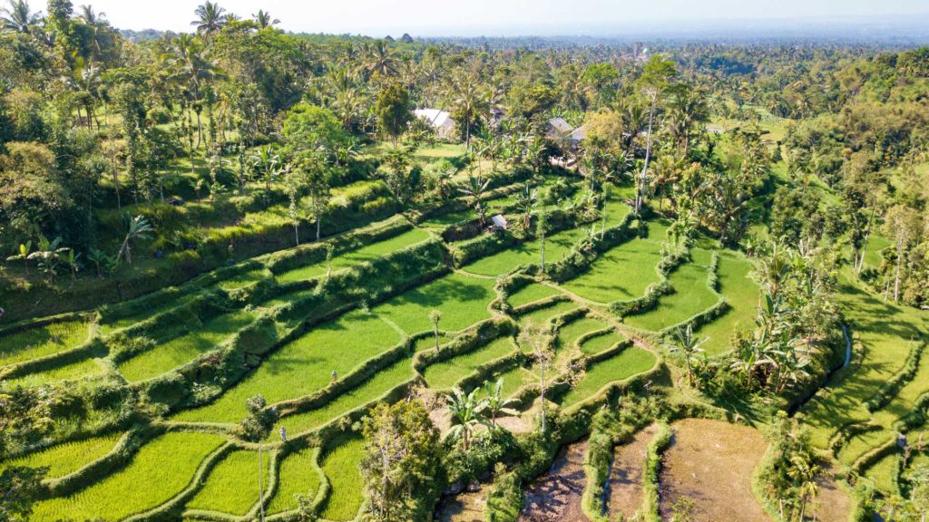 Reisterrassen in Tetebatu, Lombok - aufgenommen mit der Drohne