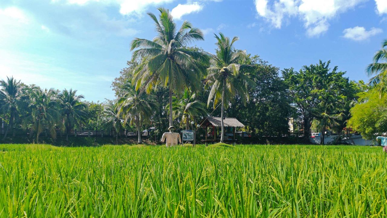 Reisfeld im Laman Padi am Cenang Beach, Langkawi
