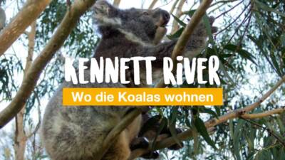 Kennett River - wo die Koalas wohnen