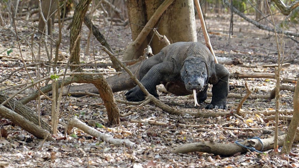 Großer, alter Waran im Komodo Nationalpark in Indonesien
