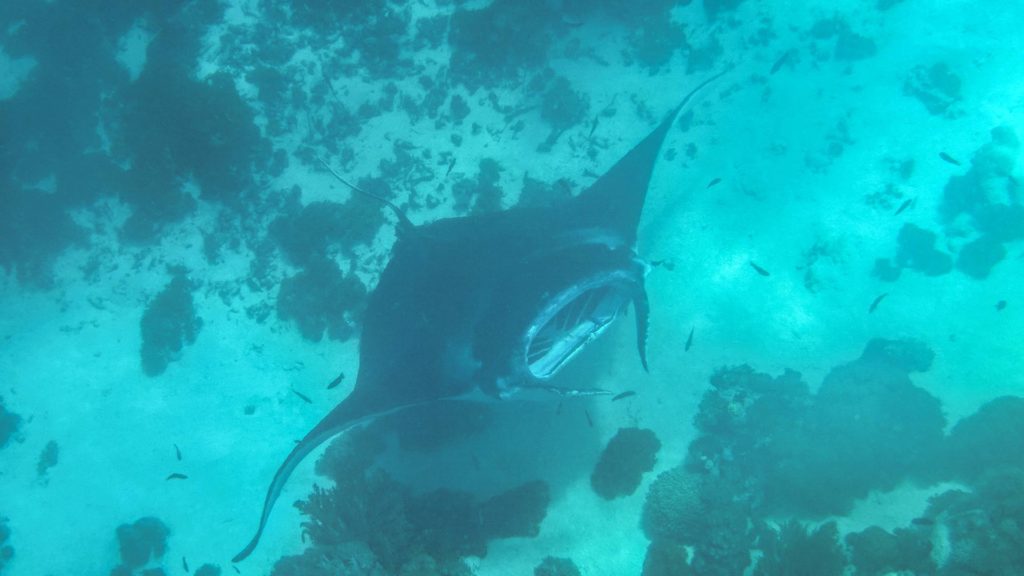 Mantarochen beim Tauchen im Komodo Nationalpark