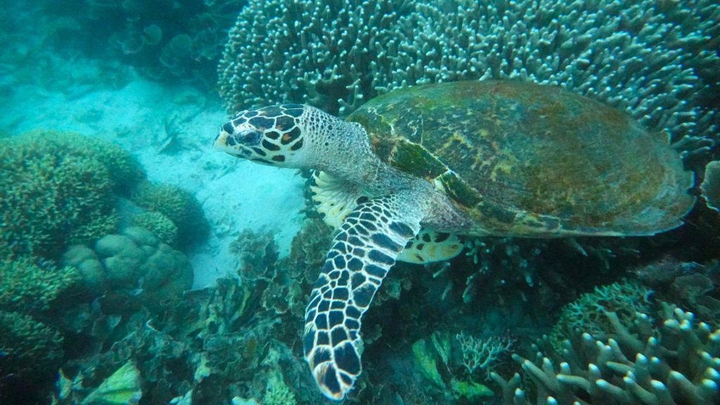 Schildkröte beim Tauchen im Komodo Nationalpark (Flores, Indonesien)