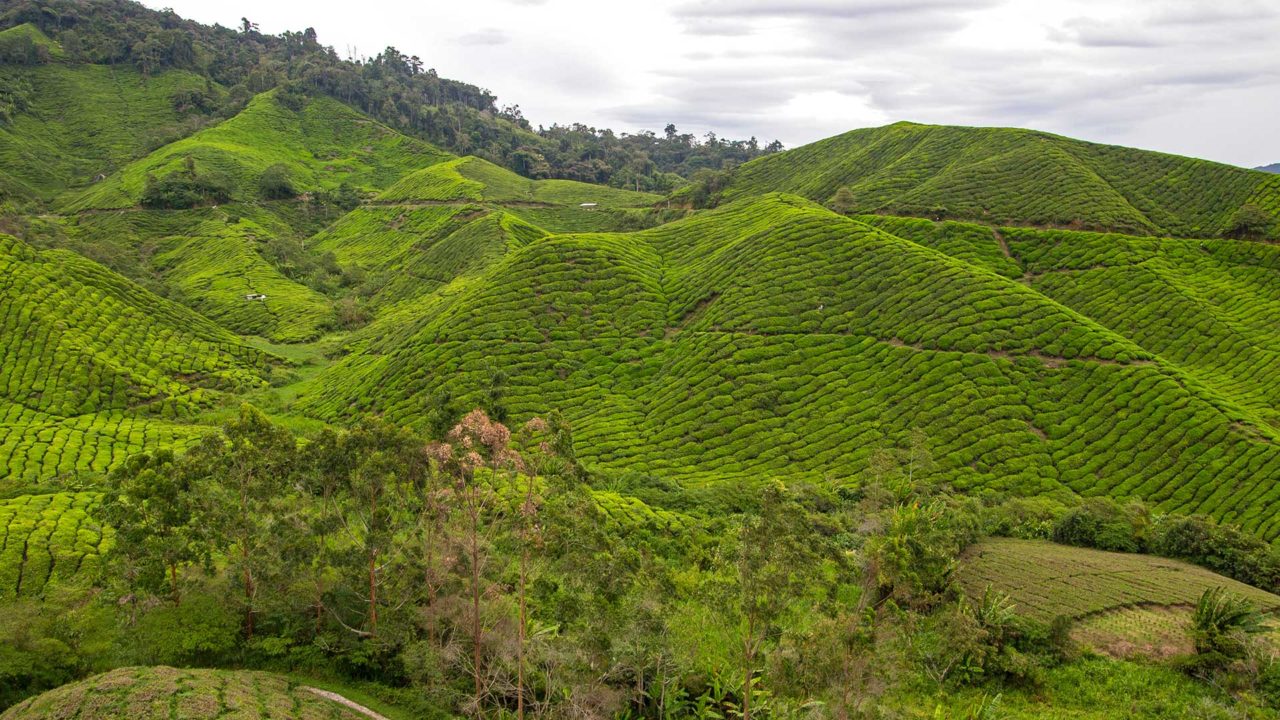 Teeplantage in den Cameron Highlands von Malaysia