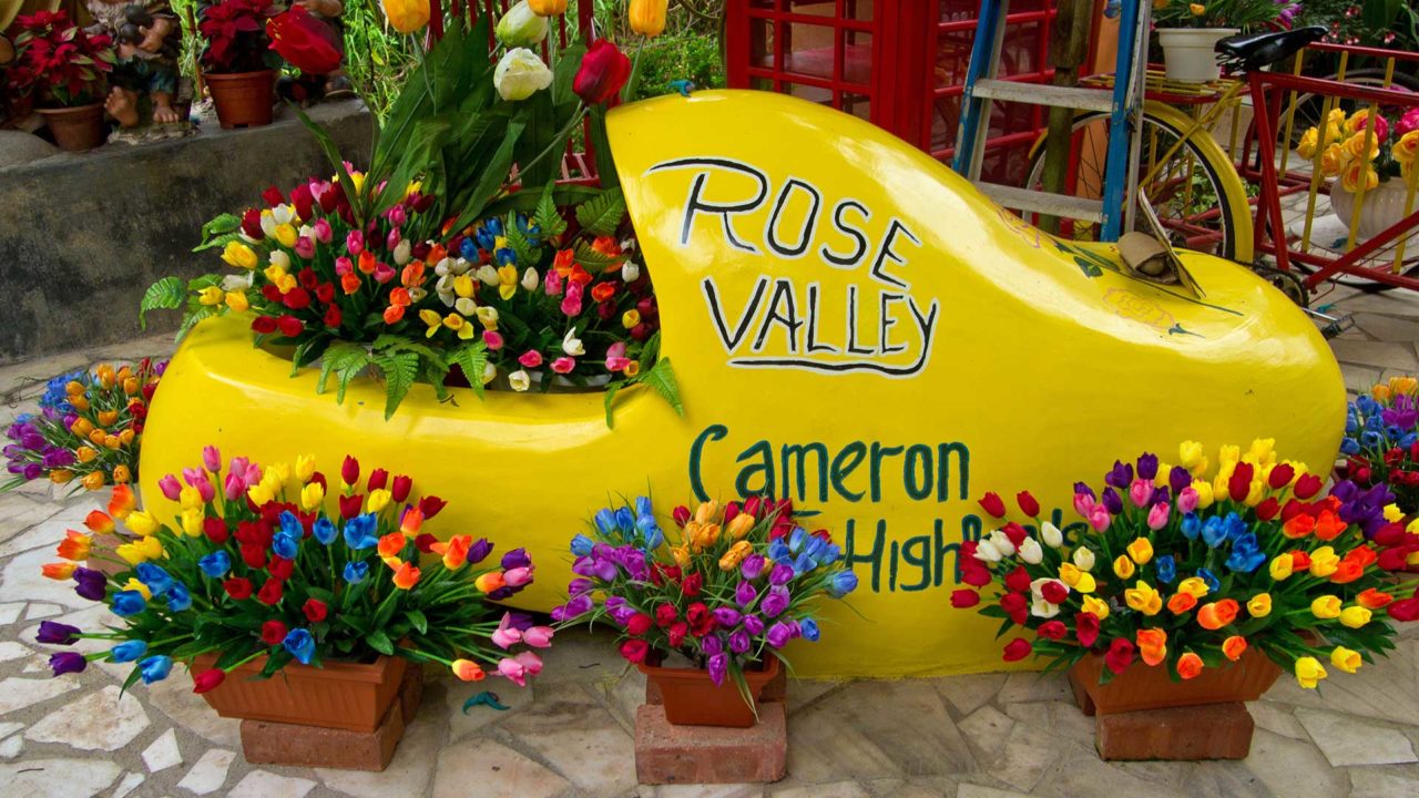 Das Rose Valley in den Cameron Highlands